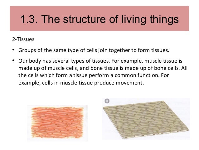 unit 1 living things groups of tissues with the same function form