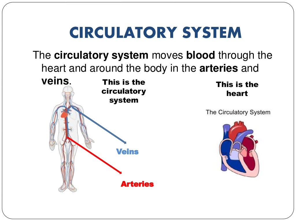 The human body. Circulatory system, respiratory system and digestive