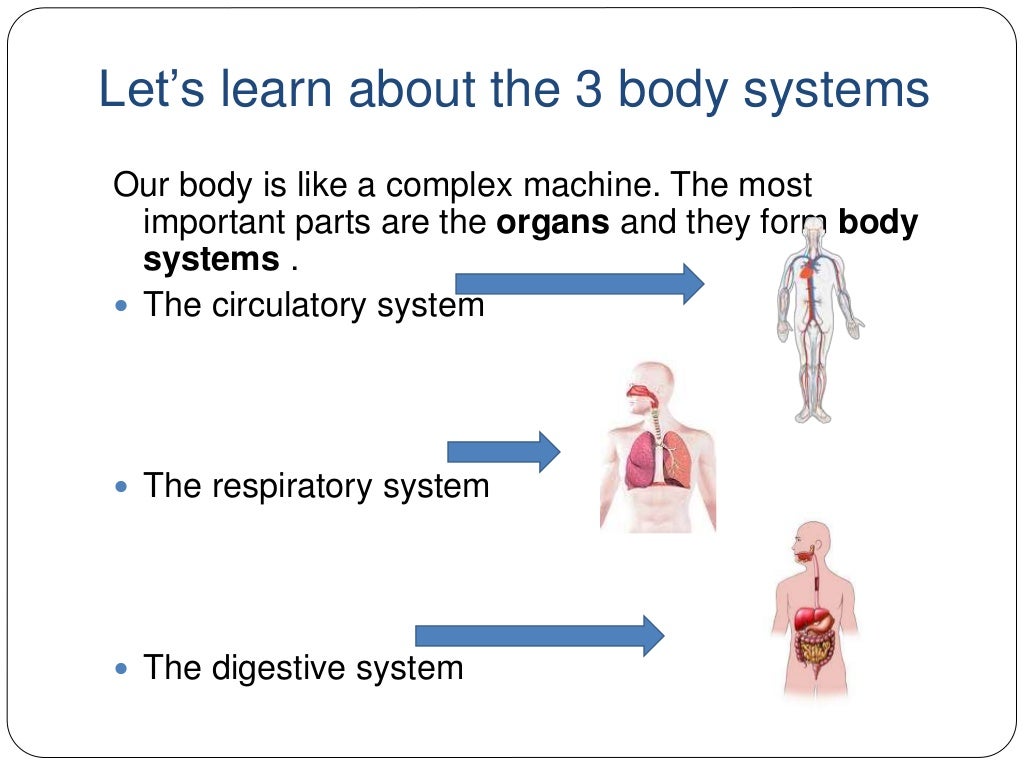 The human body. Circulatory system, respiratory system and digestive