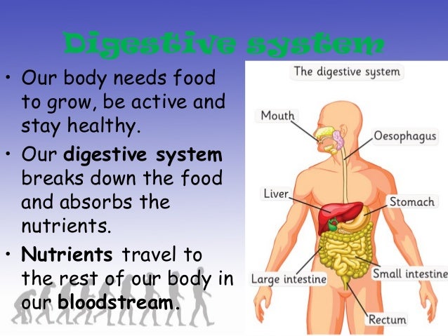 unit1 how my body works how our body works