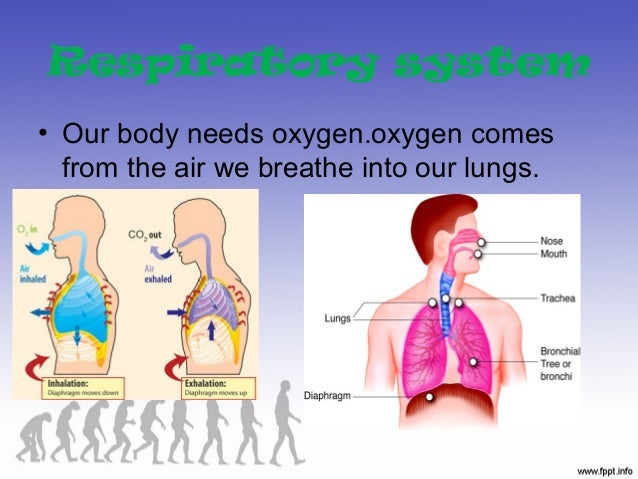 unit1 how my body works how our body works