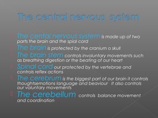  The cental nervous system is made up of two
parts the brain and the spial cord
 The brain is protected by the cranium o skull
 The brain stem controls involuntary movements such
as breathing digestion or the beating of our heart
 Spinal cord our protected by the vertebrae and
controls reflex actions
 The cerebrum is the biggest part of our brain it controls
thoughtsemotions language and beaviour it also controls
our voluntary movements
 The cerebellum controls balance movement
and coordination
 