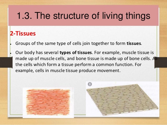 unit 1 living things ppt groups of tissues with the same function form