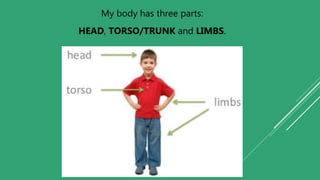 My body has three parts:
HEAD, TORSO/TRUNK and LIMBS.
 