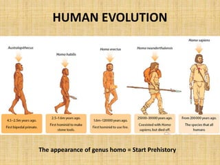 HUMAN EVOLUTION
The appearance of genus homo = Start Prehistory
 
