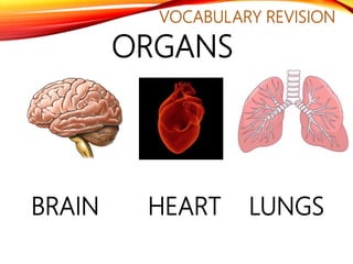 VOCABULARY REVISION
ORGANS
BRAIN HEART LUNGS
 