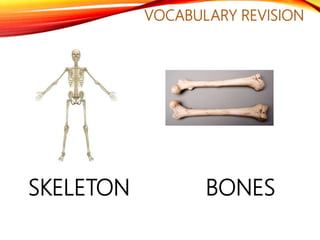 VOCABULARY REVISION
SKELETON BONES
 