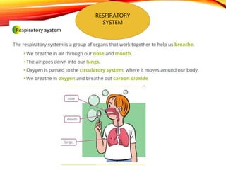 RESPIRATORY
SYSTEM
 
