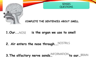 SENSES
QUESTIONS
COMPLETE THE SENTENCES ABOUT SMELL
1.Our... is the organ we use to smell
2. Air enters the nose through...
3.The olfactory nerve sends… to our…
NOSE
INFORMATION
NOSTRILS
BRAIN
 