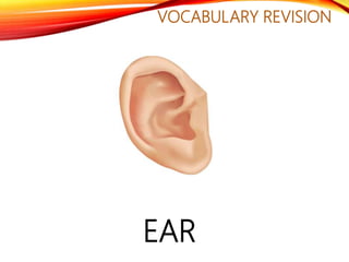 VOCABULARY REVISION
EAR
 