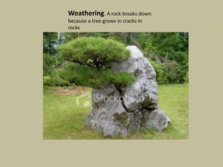 Weathering. A rock breaks down
because a tree grows in cracks in
rocks
 