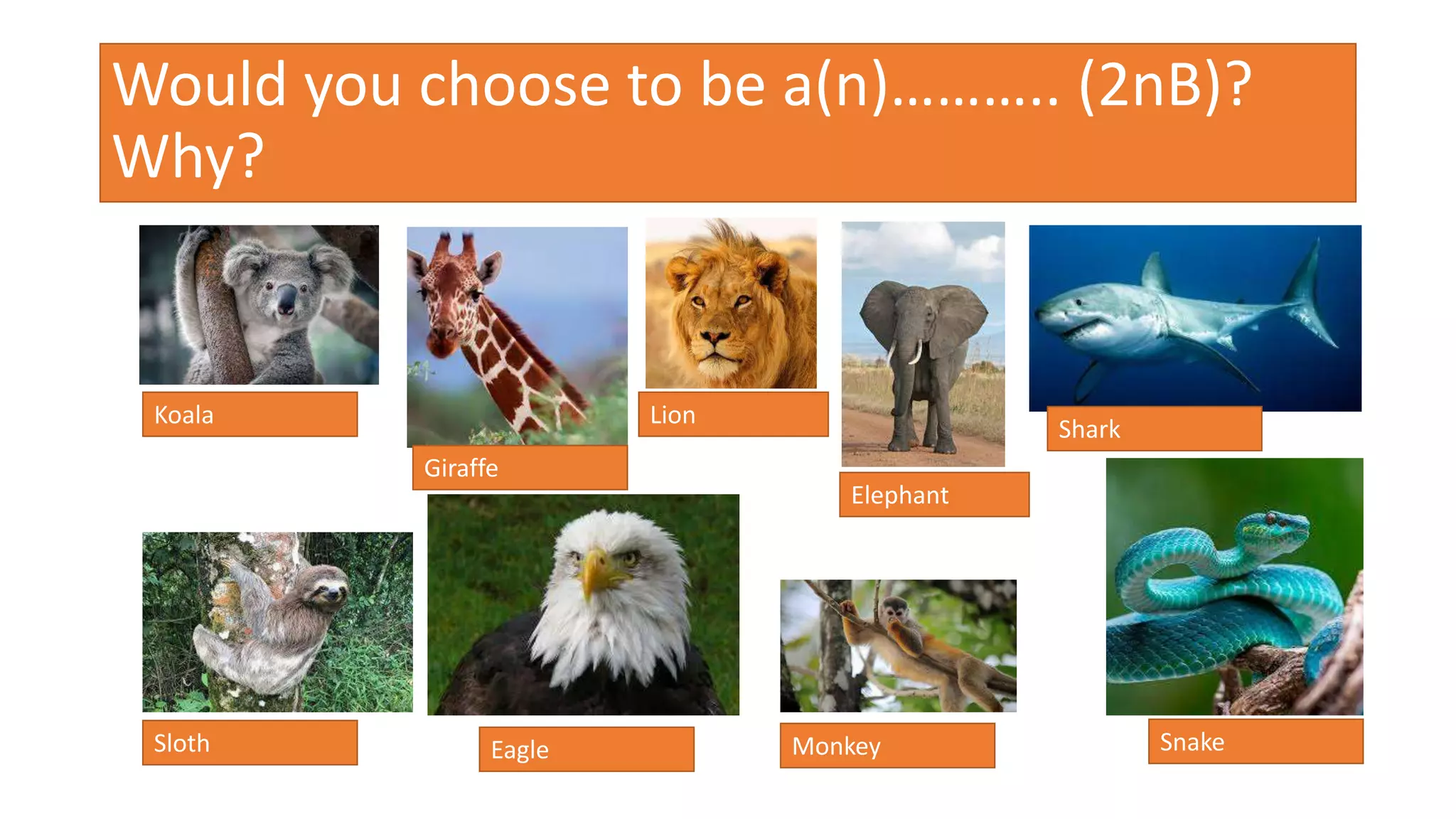 Would you choose to be a(n)……….. (2nB)?
Why?
Eagle
Giraffe
Lion
Shark
Sloth
Koala
Monkey Snake
Elephant
 