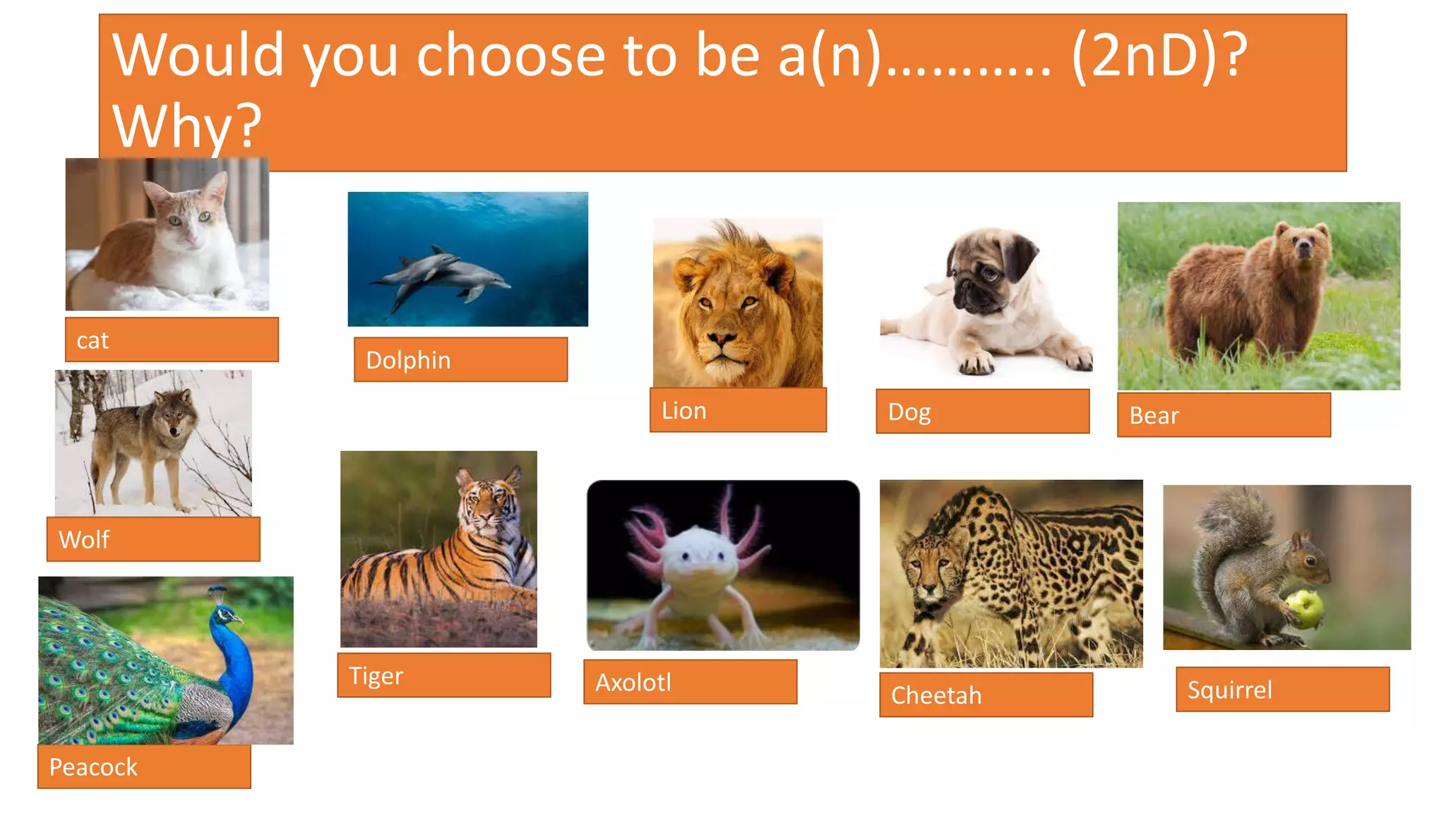 Would you choose to be a(n)……….. (2nD)?
Why?
Tiger
Dolphin
Lion Dog
Peacock
cat
Axolotl Cheetah
Bear
Squirrel
Wolf
 