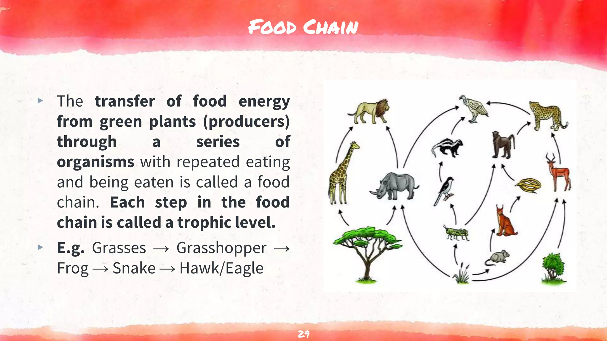 Food Chain
▸ The transfer of food energy
from green plants (producers)
through a series of
organisms with repeated eating
and being eaten is called a food
chain. Each step in the food
chain is called a trophic level.
▸ E.g. Grasses → Grasshopper →
Frog → Snake → Hawk/Eagle
29
 