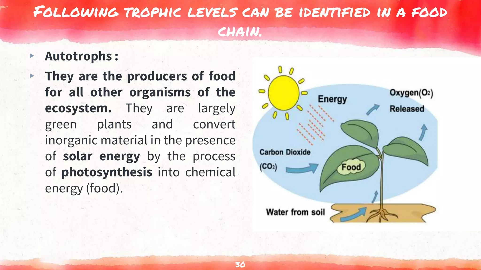 Following trophic levels can be identified in a food
chain.
▸ Autotrophs :
▸ They are the producers of food
for all other organisms of the
ecosystem. They are largely
green plants and convert
inorganic material in the presence
of solar energy by the process
of photosynthesis into chemical
energy (food).
30
 