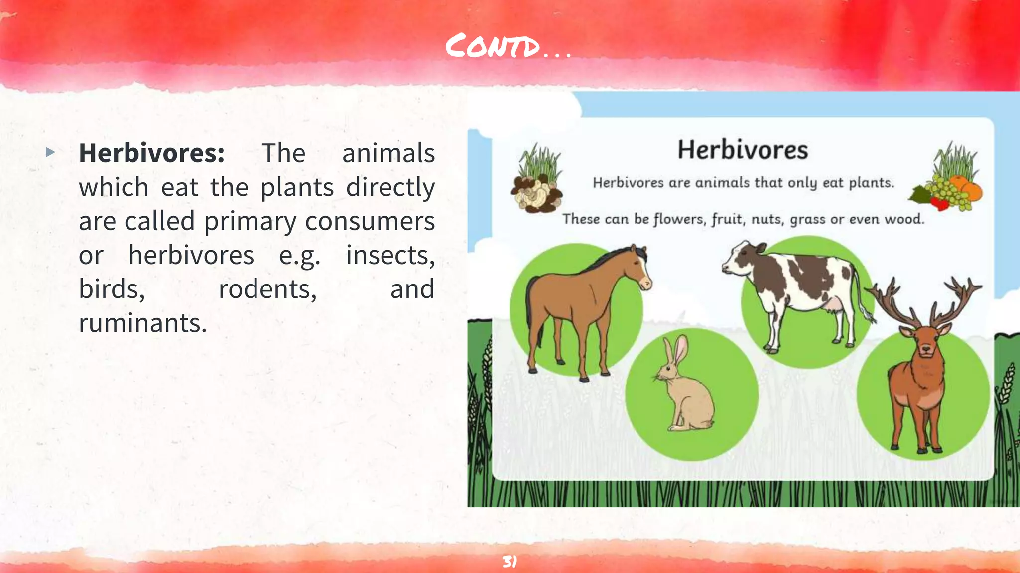 Contd…
▸ Herbivores: The animals
which eat the plants directly
are called primary consumers
or herbivores e.g. insects,
birds, rodents, and
ruminants.
31
 