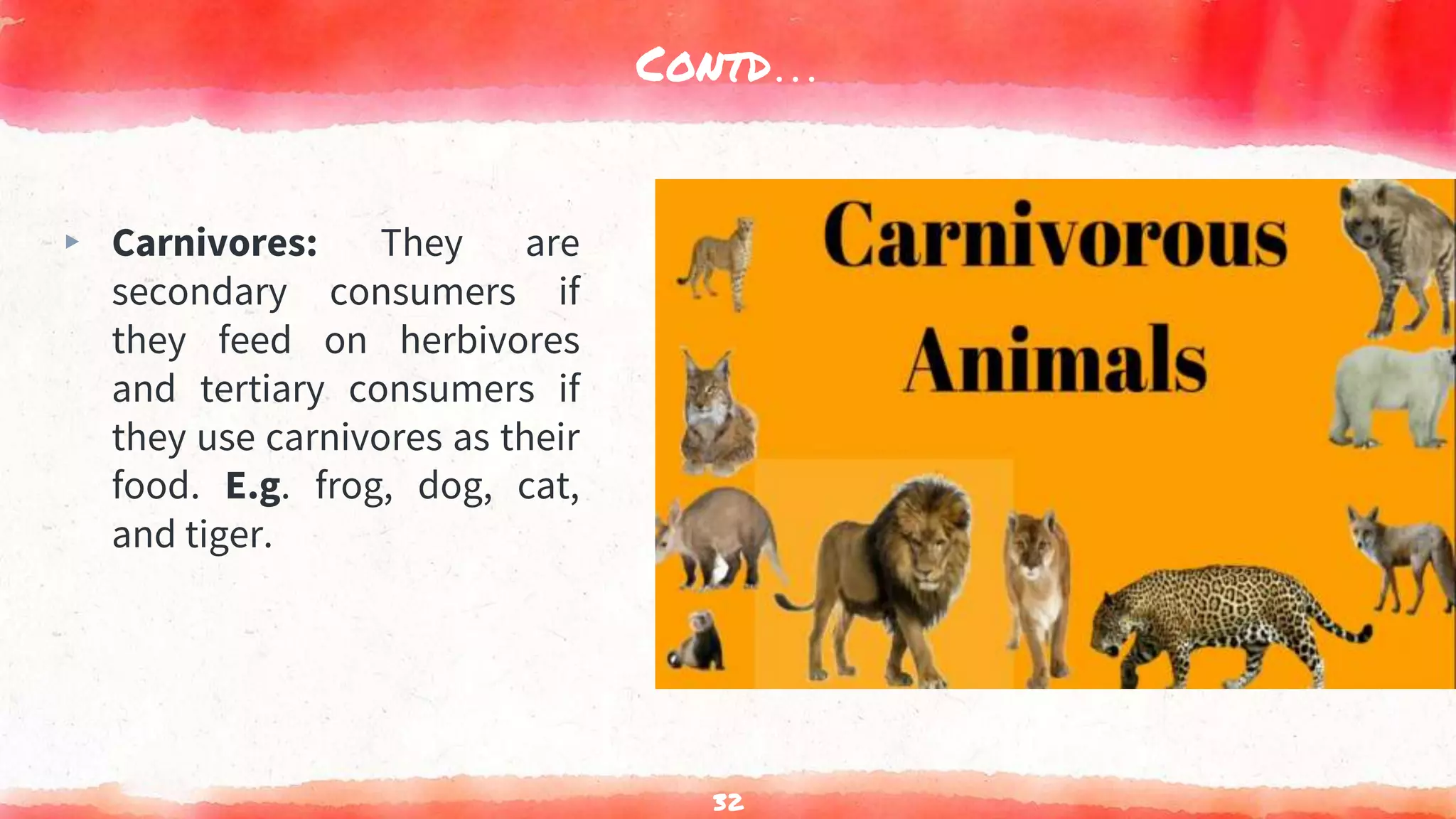 Contd…
▸ Carnivores: They are
secondary consumers if
they feed on herbivores
and tertiary consumers if
they use carnivores as their
food. E.g. frog, dog, cat,
and tiger.
32
 