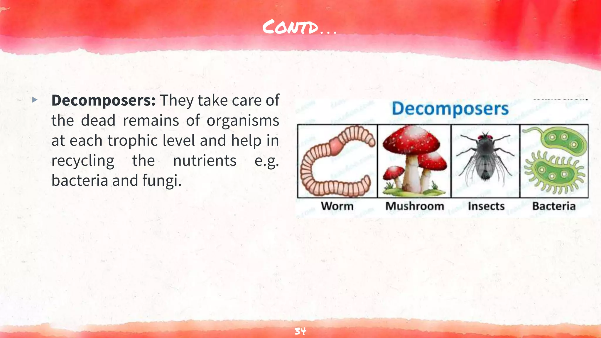 Contd…
▸ Decomposers: They take care of
the dead remains of organisms
at each trophic level and help in
recycling the nutrients e.g.
bacteria and fungi.
34
 