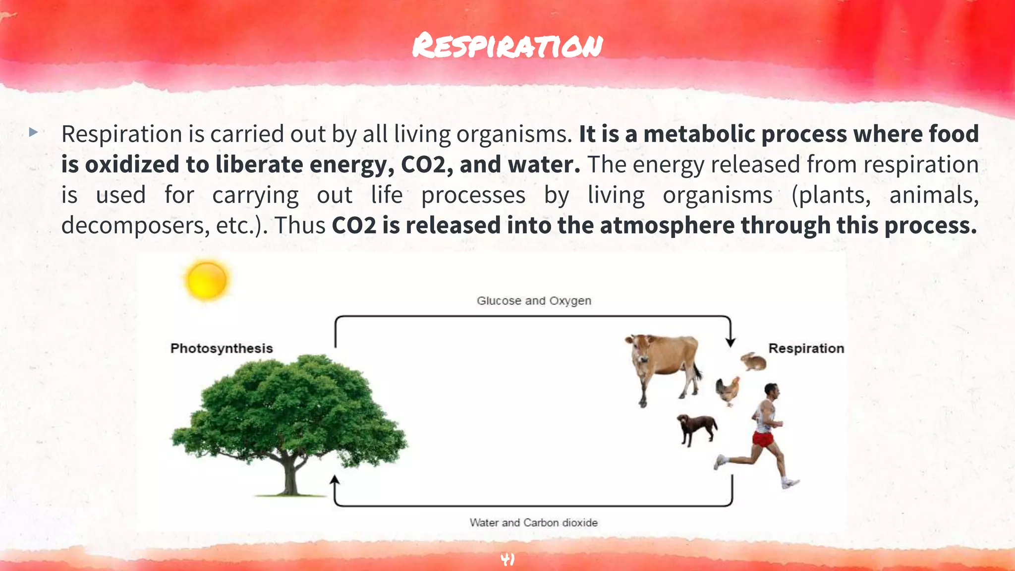 Respiration
▸ Respiration is carried out by all living organisms. It is a metabolic process where food
is oxidized to liberate energy, CO2, and water. The energy released from respiration
is used for carrying out life processes by living organisms (plants, animals,
decomposers, etc.). Thus CO2 is released into the atmosphere through this process.
41
 