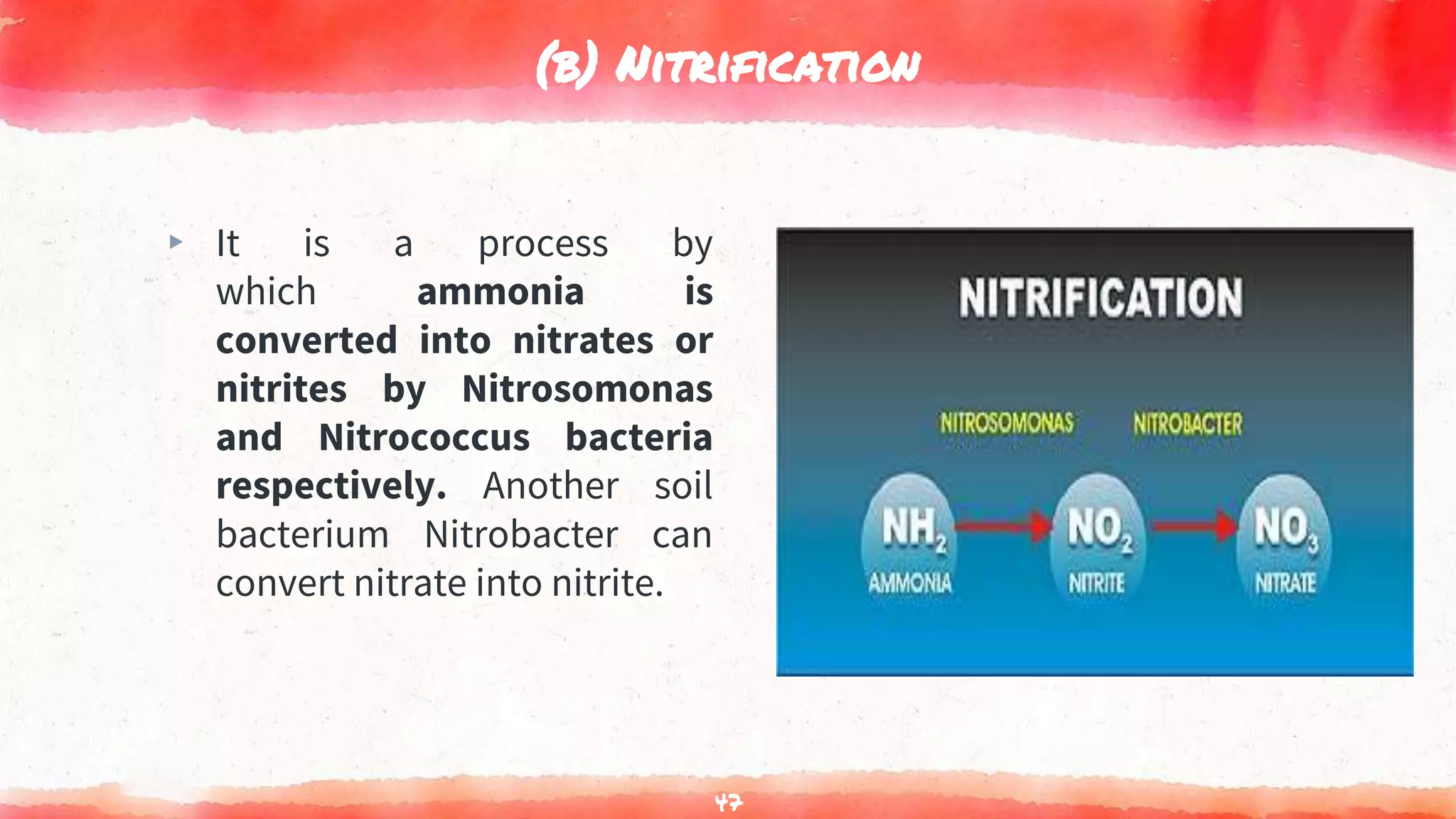 (b) Nitrification
▸ It is a process by
which ammonia is
converted into nitrates or
nitrites by Nitrosomonas
and Nitrococcus bacteria
respectively. Another soil
bacterium Nitrobacter can
convert nitrate into nitrite.
47
 