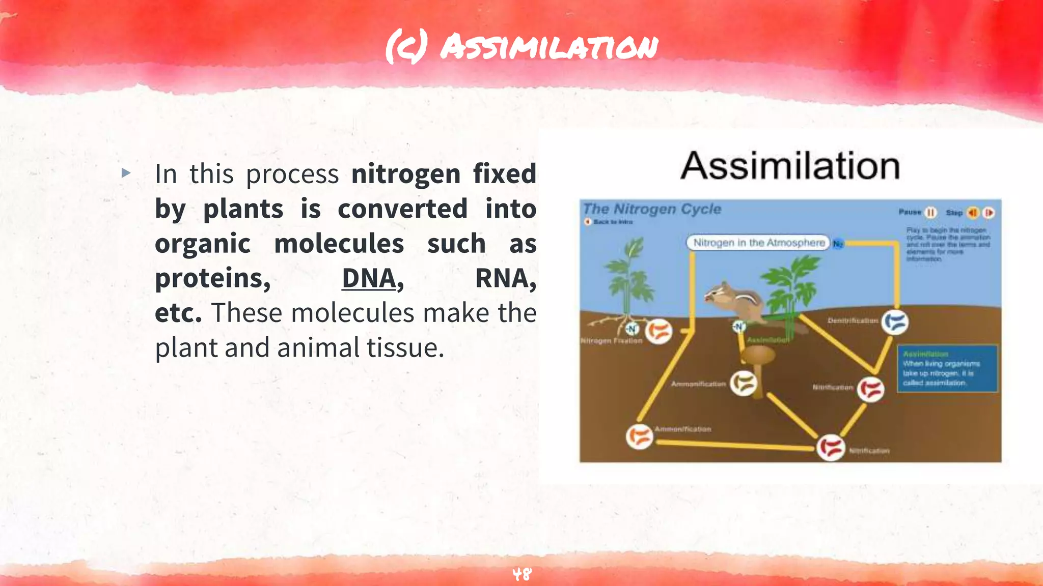 (c) Assimilation
▸ In this process nitrogen fixed
by plants is converted into
organic molecules such as
proteins, DNA, RNA,
etc. These molecules make the
plant and animal tissue.
48
 