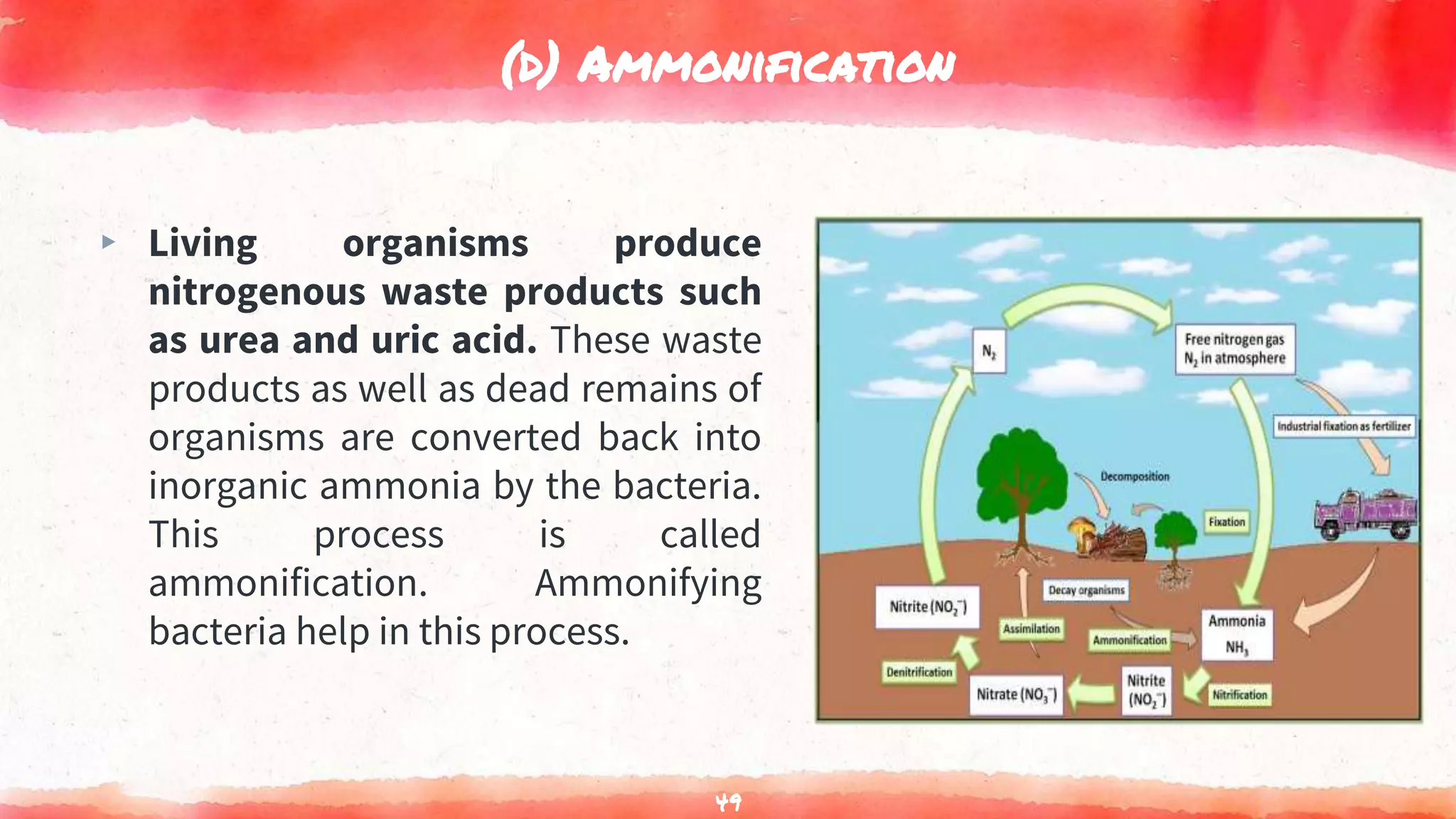 (d) Ammonification
▸ Living organisms produce
nitrogenous waste products such
as urea and uric acid. These waste
products as well as dead remains of
organisms are converted back into
inorganic ammonia by the bacteria.
This process is called
ammonification. Ammonifying
bacteria help in this process.
49
 
