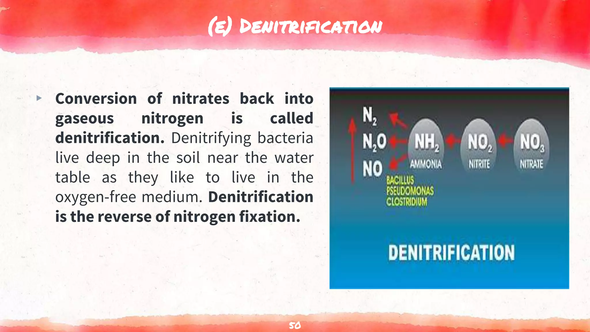 (e) Denitrification
▸ Conversion of nitrates back into
gaseous nitrogen is called
denitrification. Denitrifying bacteria
live deep in the soil near the water
table as they like to live in the
oxygen-free medium. Denitrification
is the reverse of nitrogen fixation.
50
 