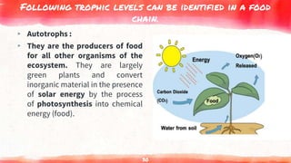 Following trophic levels can be identified in a food
chain.
▸ Autotrophs :
▸ They are the producers of food
for all other organisms of the
ecosystem. They are largely
green plants and convert
inorganic material in the presence
of solar energy by the process
of photosynthesis into chemical
energy (food).
30
 