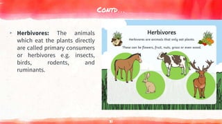Contd…
▸ Herbivores: The animals
which eat the plants directly
are called primary consumers
or herbivores e.g. insects,
birds, rodents, and
ruminants.
31
 