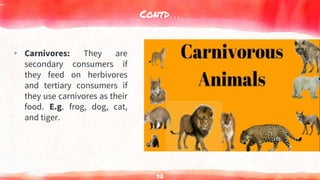 Contd…
▸ Carnivores: They are
secondary consumers if
they feed on herbivores
and tertiary consumers if
they use carnivores as their
food. E.g. frog, dog, cat,
and tiger.
32
 