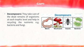 Contd…
▸ Decomposers: They take care of
the dead remains of organisms
at each trophic level and help in
recycling the nutrients e.g.
bacteria and fungi.
34
 