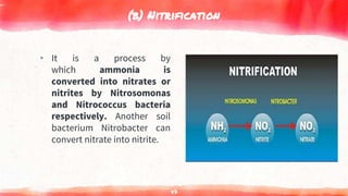 (b) Nitrification
▸ It is a process by
which ammonia is
converted into nitrates or
nitrites by Nitrosomonas
and Nitrococcus bacteria
respectively. Another soil
bacterium Nitrobacter can
convert nitrate into nitrite.
47
 