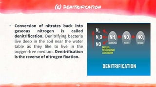 (e) Denitrification
▸ Conversion of nitrates back into
gaseous nitrogen is called
denitrification. Denitrifying bacteria
live deep in the soil near the water
table as they like to live in the
oxygen-free medium. Denitrification
is the reverse of nitrogen fixation.
50
 