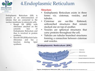 4.Endoplasmic Reticulum
Endoplasmic Reticulum (ER) is
present as an interconnection of
tubules that are connected to the
nuclear membrane in eukaryotic cells.
• Rough ER (RER) with
ribosomes attached on the
cytosolic face of
Endoplasmic Reticulum and
thus is involved in protein
synthesis
• Smooth ER (SER)which lacks
ribosomes and has a
function during lipid
synthesis.
Structure
• Endoplasmic Reticulum exists in three
forms viz. cisternae, vesicles, and
tubules.
• Cisternae are sac-like flattened,
unbranched structures that remain
stacked one on top of another.
• Vesicles are spherical structures that
carry proteins throughout the cell.
• Tubules are tubular branched structures
forming a connection between cisternae
and vesicles.
 