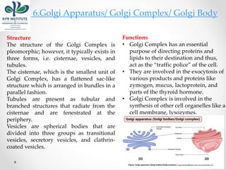 6.Golgi Apparatus/ Golgi Complex/ Golgi Body
Structure
The structure of the Golgi Complex is
pleomorphic; however, it typically exists in
three forms, i.e. cisternae, vesicles, and
tubules.
The cisternae, which is the smallest unit of
Golgi Complex, has a flattened sac-like
structure which is arranged in bundles in a
parallel fashion.
Tubules are present as tubular and
branched structures that radiate from the
cisternae and are fenestrated at the
periphery.
Vesicles are spherical bodies that are
divided into three groups as transitional
vesicles, secretory vesicles, and clathrin-
coated vesicles.
Functions
• Golgi Complex has an essential
purpose of directing proteins and
lipids to their destination and thus,
act as the “traffic police” of the cell.
• They are involved in the exocytosis of
various products and proteins like
zymogen, mucus, lactoprotein, and
parts of the thyroid hormone.
• Golgi Complex is involved in the
synthesis of other cell organelles like a
cell membrane, lysozymes.
 