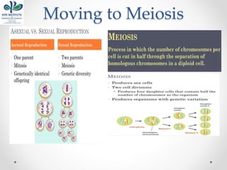 Moving to Meiosis
 