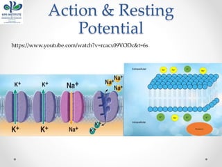 Action & Resting
Potential
https://www.youtube.com/watch?v=rcacx09VODc&t=6s
 