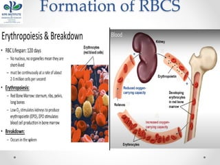 Formation of RBCS
 