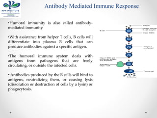Antibody Mediated Immune Response
•Humoral immunity is also called antibody-
mediated immunity.
•With assistance from helper T cells, B cells will
differentiate into plasma B cells that can
produce antibodies against a specific antigen.
•The humoral immune system deals with
antigens from pathogens that are freely
circulating, or outside the infected cells.
• Antibodies produced by the B cells will bind to
antigens, neutralizing them, or causing lysis
(dissolution or destruction of cells by a lysin) or
phagocytosis.
 