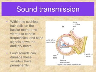 Dancing Cell Nervous System | PPT