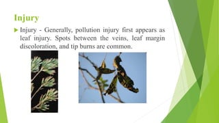 Injury
 Injury - Generally, pollution injury first appears as
leaf injury. Spots between the veins, leaf margin
discoloration, and tip burns are common.
 