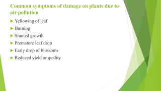 Common symptoms of damage on plants due to
air pollution
 Yellowing of leaf
 Burning
 Stunted growth
 Premature leaf drop
 Early drop of blossoms
 Reduced yield or quality
 
