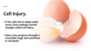 Cell Fail Pathology slides on overview of pathology and cell injury | PDF
