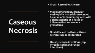 Pathology slides on overview of pathology and cell injury | PDF