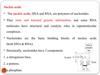 02/11/2025
12
Nucleic acids
 The nucleic acids, DNA and RNA, are polymers of nucleotides.
 They store and transmit genetic information, and some RNA
molecules have structural and catalytic roles in supramolecular
complexes.
 Nucleotides are the basic building blocks of nucleic acids
(both DNA & RNA).
 Structurally, nucleotides have 3 components
1. a nitrogenous base,
2. a pentose,
3. a phosphate
 