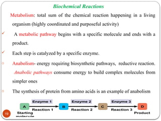 Biochemical Reactions
02/11/2025
19
Metabolism: total sum of the chemical reaction happening in a living
organism (highly coordinated and purposeful activity)
 A metabolic pathway begins with a specific molecule and ends with a
product.
 Each step is catalyzed by a specific enzyme.
o Anabolism- energy requiring biosynthetic pathways, reductive reaction.
Anabolic pathways consume energy to build complex molecules from
simpler ones
o The synthesis of protein from amino acids is an example of anabolism
 