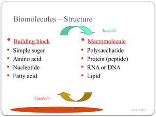 Biomolecules – Structure
02/11/2025
21
 Building block
 Simple sugar
 Amino acid
 Nucleotide
 Fatty acid
 Macromolecule
 Polysaccharide
 Protein (peptide)
 RNA or DNA
 Lipid
Anabolic
Catabolic
 