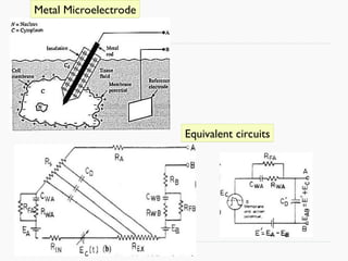 Medical electronics- Bio signal, Electrode, ECG, EEG, PCG | PPT