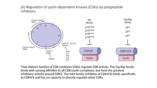 Cancer Biology basics and different forms of cancer | PPTX
