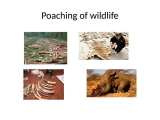 BASICS OF ECOSYSTEM AND BIODIVERSITY.pptx